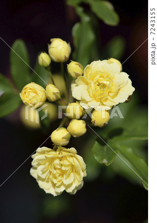 モッコウバラ(木香薔薇) モッコウバラ(木香薔薇) 7243155