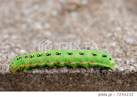 アヤモクメキリガの幼虫 アヤモクメキリガの幼虫 7243232