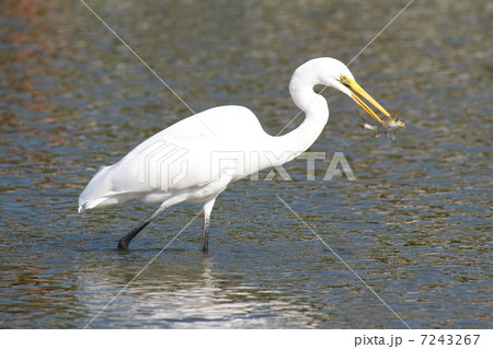 シラサギ小魚ゲット！ 7243267