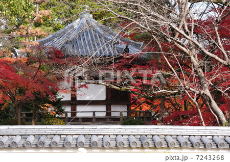 京都　清凉寺の秋 7243268