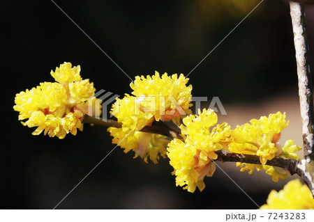 ダンコウバイ ダンコウバイ 7243283