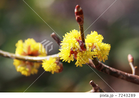 ダンコウバイ 7243289