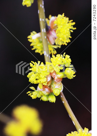 ダンコウバイ ダンコウバイ 7243290