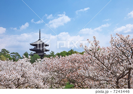 春の仁和寺 7243446