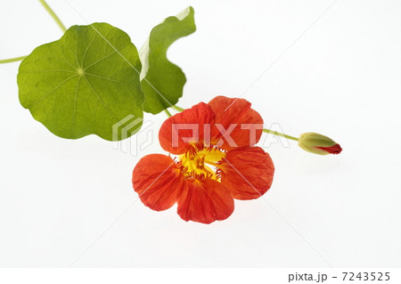 ナスタチウムの花と葉 7243525