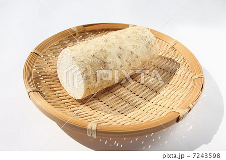 長芋 長芋 7243598