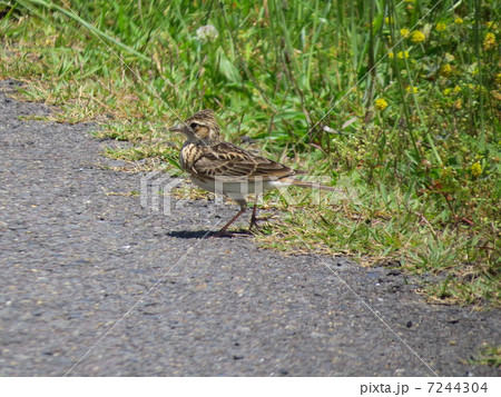 ヒバリ　5月のひばり 7244304