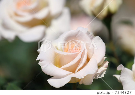 薔薇 (フレンチ・レース) 薔薇 (フレンチ・レース) 7244327