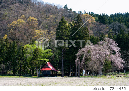 里山の春　秋田県湯沢市　おしら様の枝垂れ桜 7244476