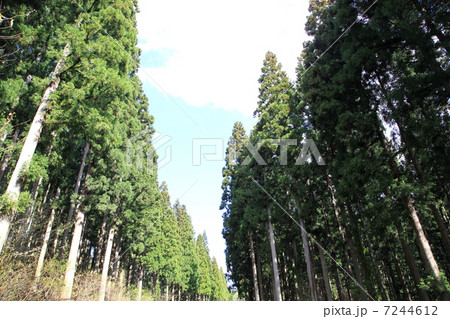 管理された杉の並木 7244612