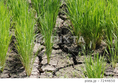 干上がった水田 7244650