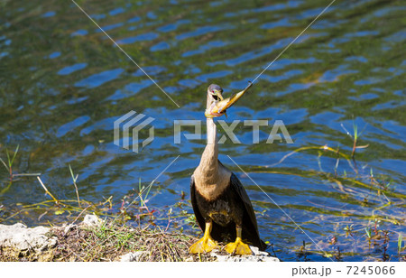 Bird in Everglades 7245066