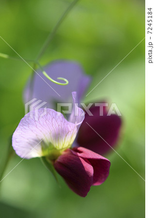 絹さやえんどうの花 絹さやえんどうの花 7245184