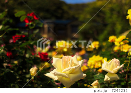 薔薇 鎌倉文学館 薔薇 鎌倉文学館 7245252