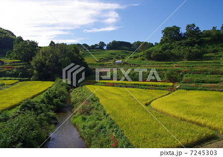 明日香村の棚田 明日香村の棚田 7245303