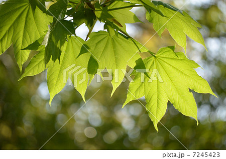 ハリギリの若葉 ハリギリの若葉 7245423