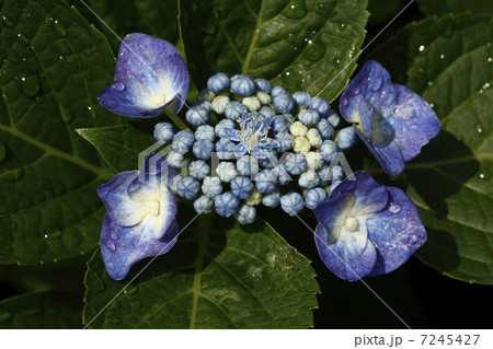 額紫陽花 7245427