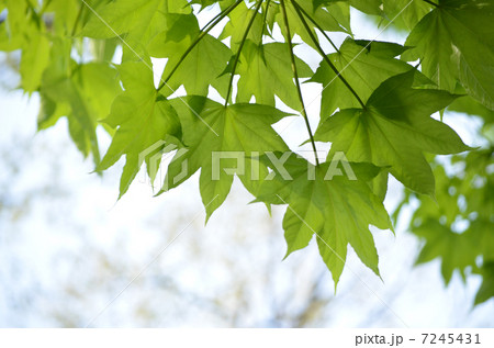 ハリギリの新緑 7245431