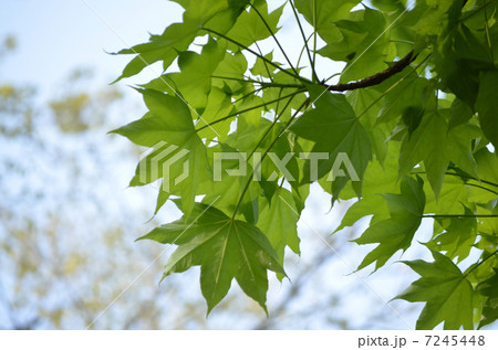 ハリギリの新緑 7245448