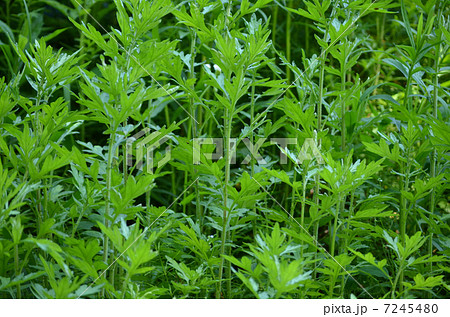 ブタクサ 7245480