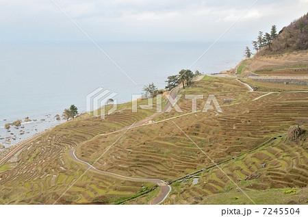 初春の白米千枚田【横】 初春の白米千枚田【横】 7245504