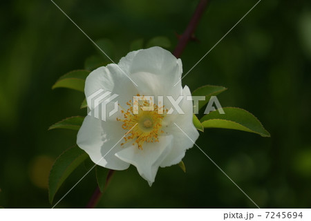 浪花茨 ナニワイバラ 浪花薔薇 Rosa laevigata 浪花茨 ナニワイバラ 浪花薔薇 Rosa laevigata 7245694