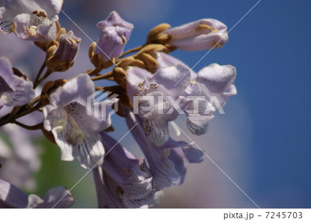 桐　キリ　Paulownia tomentosa 7245703