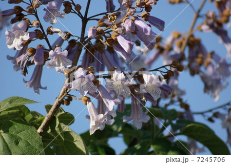 桐 キリ Paulownia tomentosa 桐 キリ Paulownia tomentosa 7245706