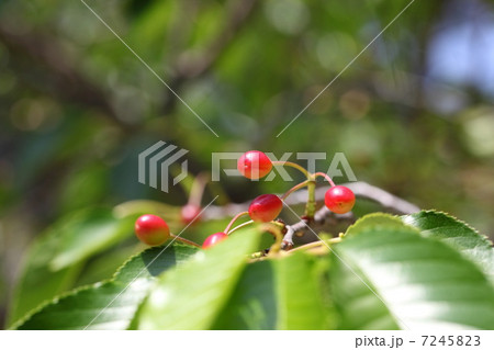 オオシマザクラの実 7245823