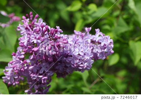 ライラックの蕾と花 7246017