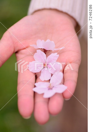 サクラの花びら 7246286