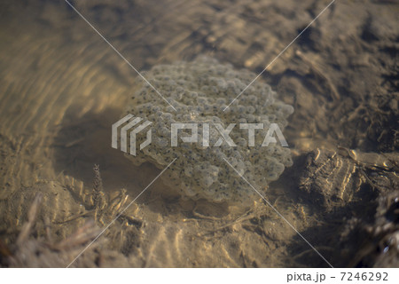 カエルの卵 カエルの卵 7246292