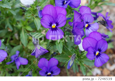 パンジー パンジー 7246539