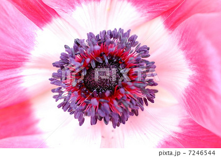 アップ アップ 7246544