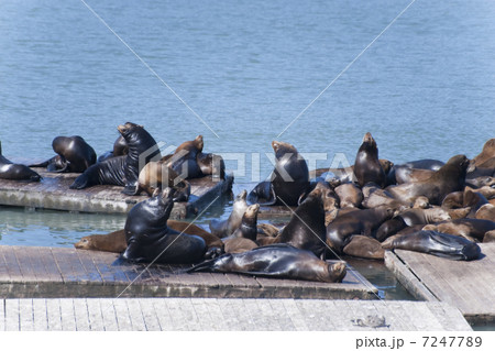 フィッシャーマンズワーフで寛ぐアシカ 7247789