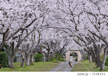 桜のアーチ 7248141