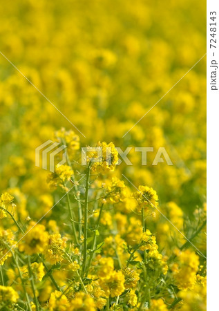 菜の花 7248143