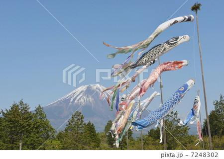 富士山とこいのぼり 富士山とこいのぼり 7248302