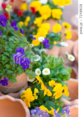 ビオラ ビオラ 7248638