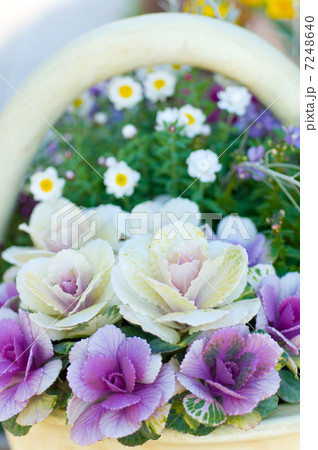 葉牡丹 葉牡丹 7248640