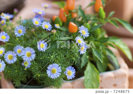 ブルーデージー 7248675