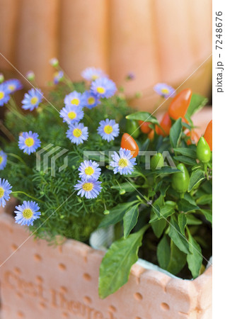 ブルーデージー 7248676