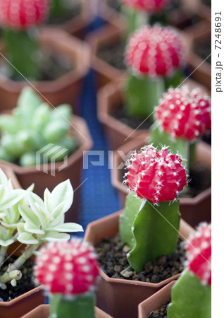 サボテン　赤いサボテン　緋牡丹 7248691