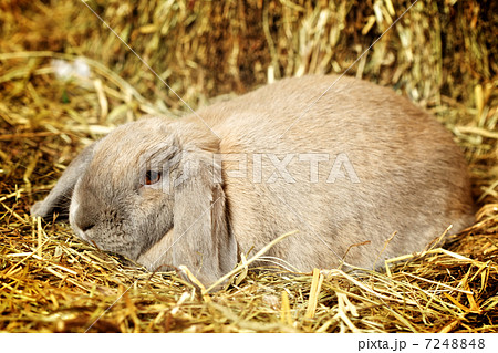 Lop-earred Rabbit Lop-earred Rabbit 7248848