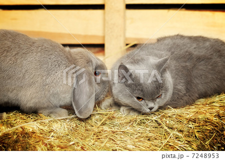 Cat and Rabbit 7248953