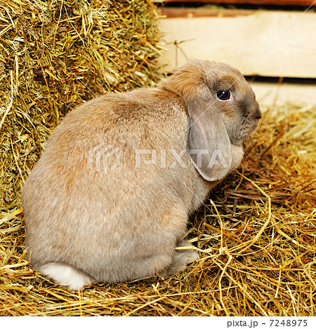 Lop-earred Rabbit 7248975