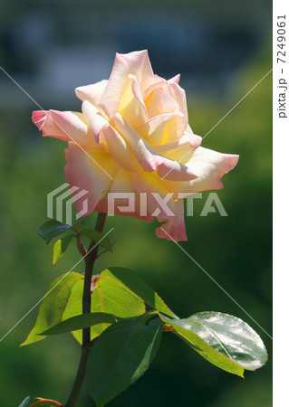 谷津バラ園のクリームに桃の複色の美しいバラの花・ダイアナプリンセスオブウェールズ 谷津バラ園のクリームに桃の複色の美しいバラの花・ダイアナプリンセスオブウェールズ 7249061