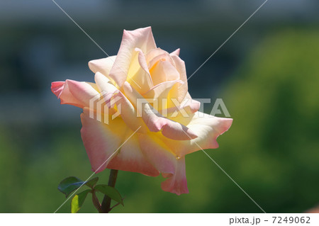 谷津バラ園のクリームに桃の複色の美しいバラの花・ダイアナプリンセスオブウェールズ 7249062