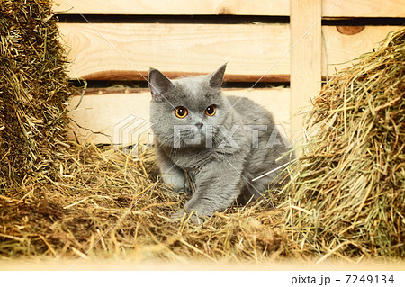 British Shorthair Cat 7249134