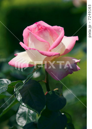 谷津バラ園の白とピンクの覆輪系のハイブリットティーローズ・プリンセスドゥモナコ 7249163